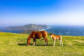 隠岐の馬