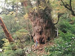 屋久島　縄文杉